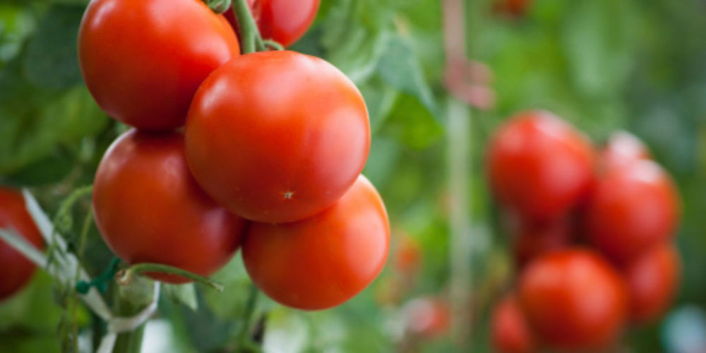 کشت گوجه فرنگی گلخانه ای -کشت، مراقبت و کود دهی